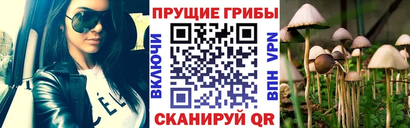 где найти   Каспийск  Галлюциногенные грибы Magic Shrooms 